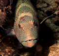   Down boy nice Coral Trout gaurding its home GBR just off Cairns. Using Canon 50d 60mm lens one Z240 strobe. Cairns strobe  